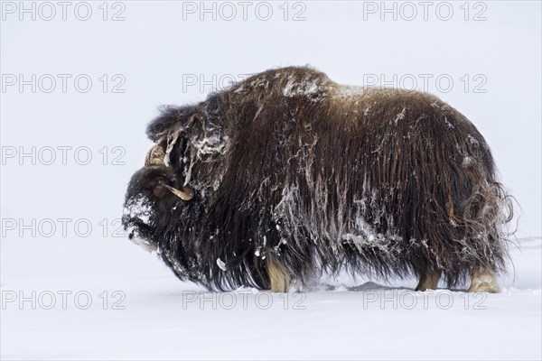 Muskox