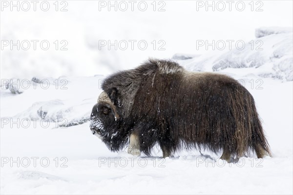 Muskox