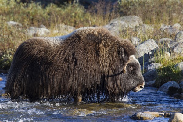 Muskox