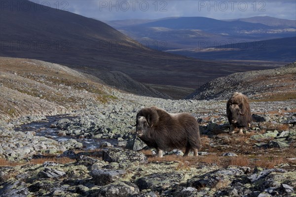 Muskox