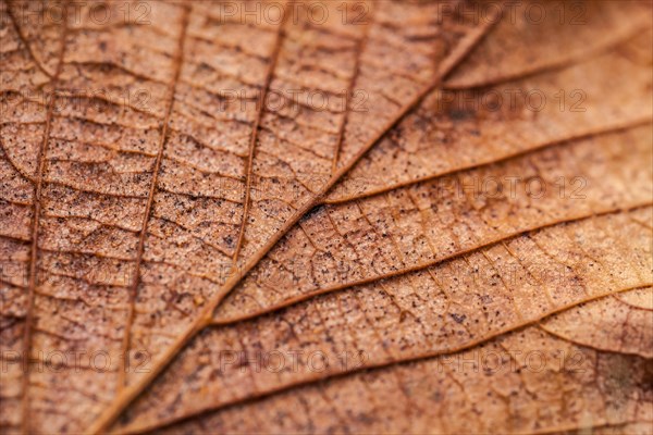 Autumn leaf detail