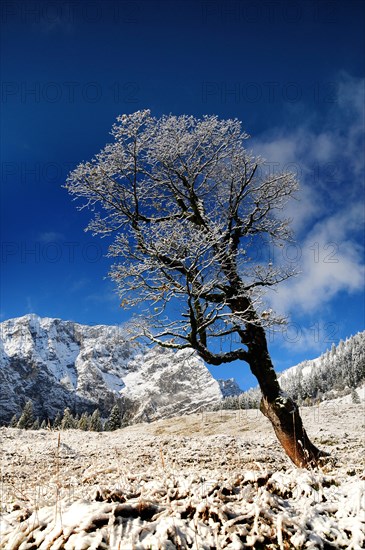 Sycamore maple in the first snow