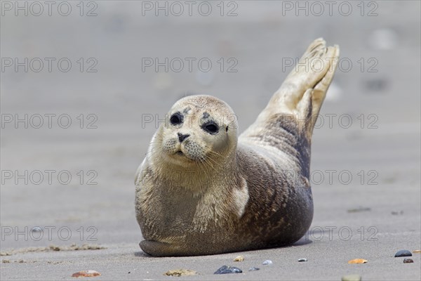 Common seal