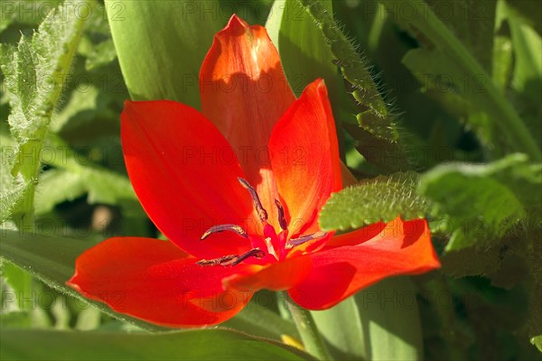 Garden Tulip Bluete