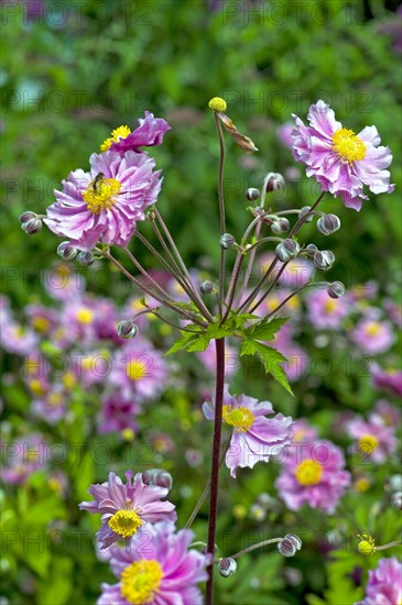 Autumn Anemones