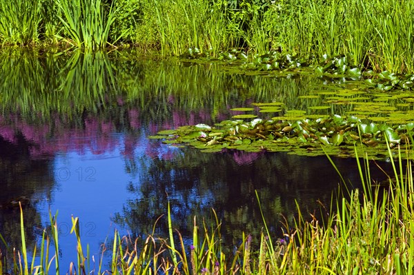 Garden pond