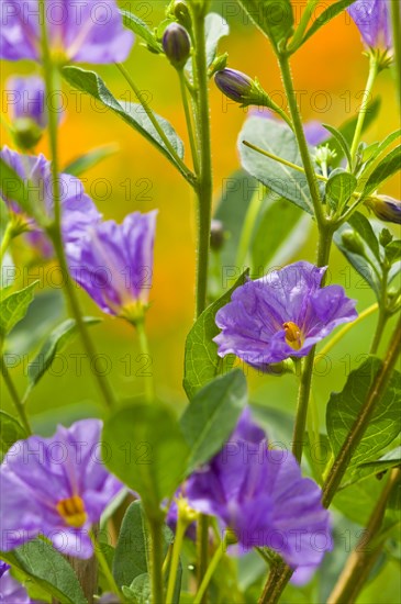 Blue potato bush