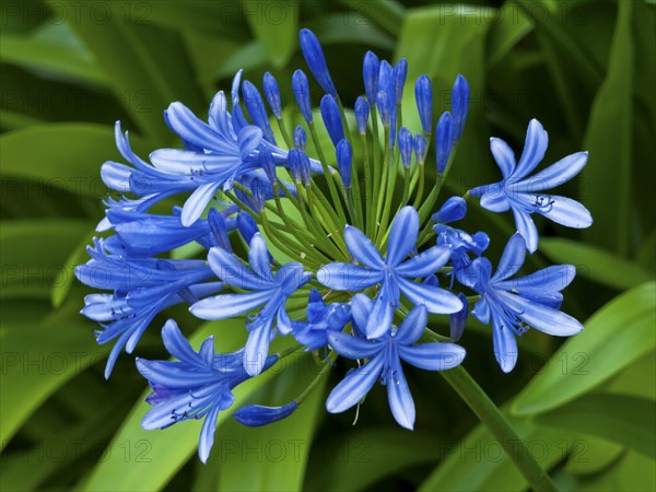 Evergreen lilies of the nile