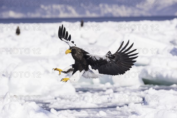 Steller Sea Eagle