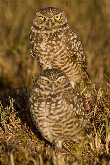 Burrowing owl