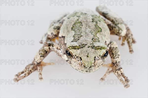 Eastern gray tree frog