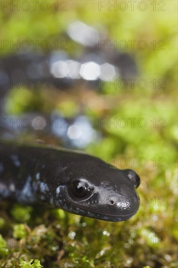 The Blue-spotted salamander