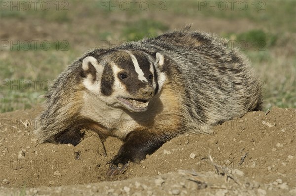 American badger