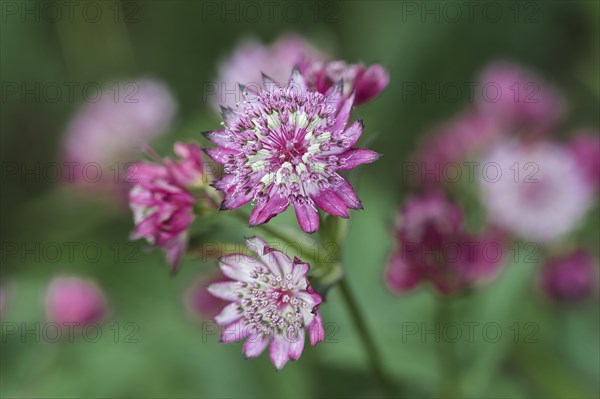 Astrantia