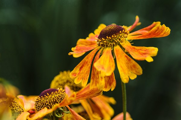 Helenium