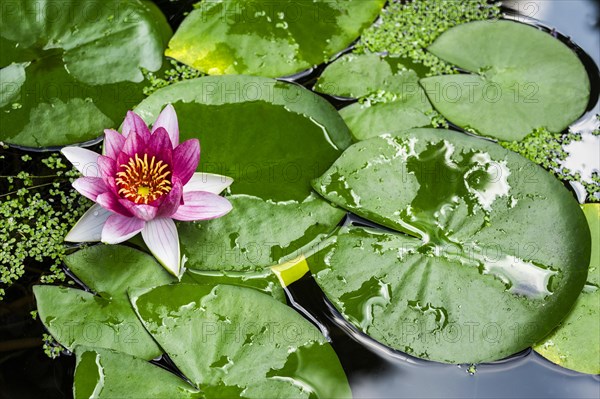 Pink water lily