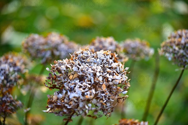 Flower of a hydrangea with hoarfrost