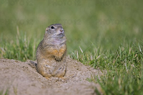 European ground squirrel