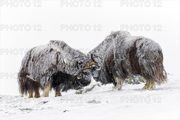 Muskox