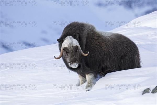 Muskox