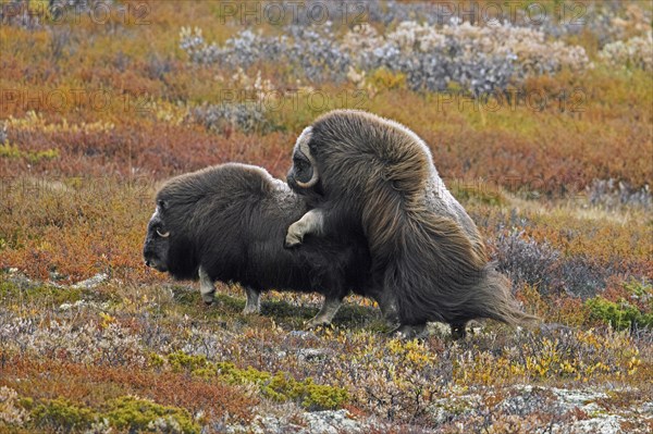 Muskox