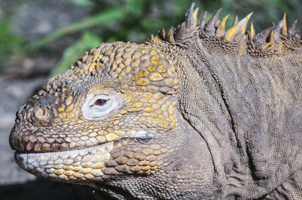 Galapagos land iguana