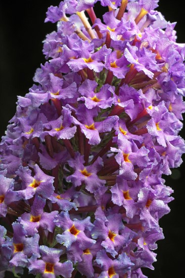 Flower of a butterfly-bush