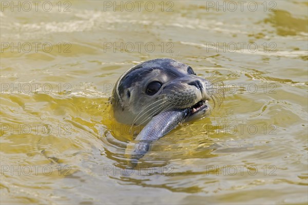 Close-up of common seal