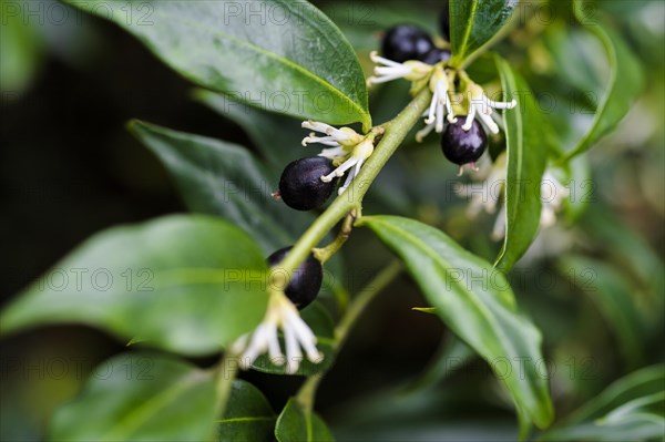 Sarcococca confusa