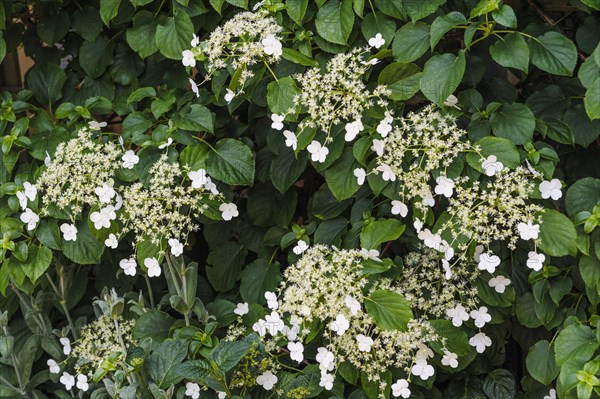 (Hydrangea petiolaris) anomala