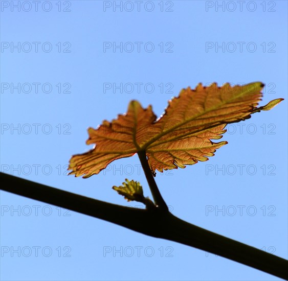 Grape leaf