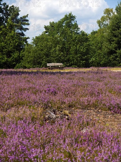 Bench in the Lueneburg Heath near Schneverdingen