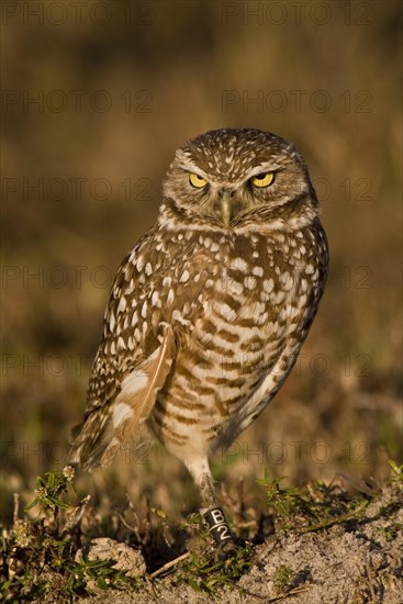 Burrowing owl