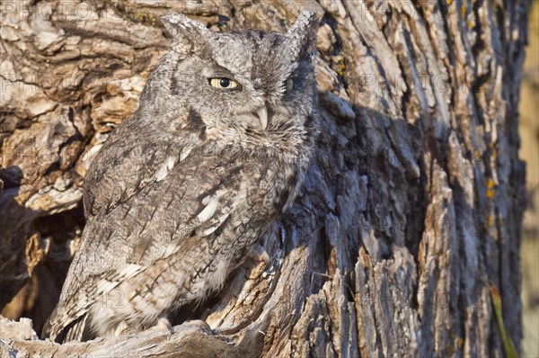 Eastern Screech Owl