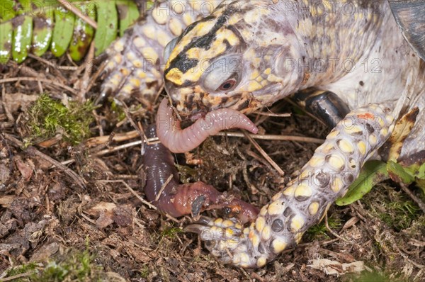 Eastern box turtle