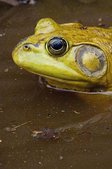 Bullfrog