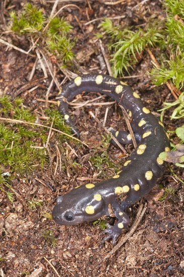 Spotted salamander