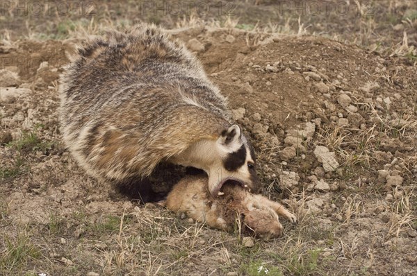 American badger