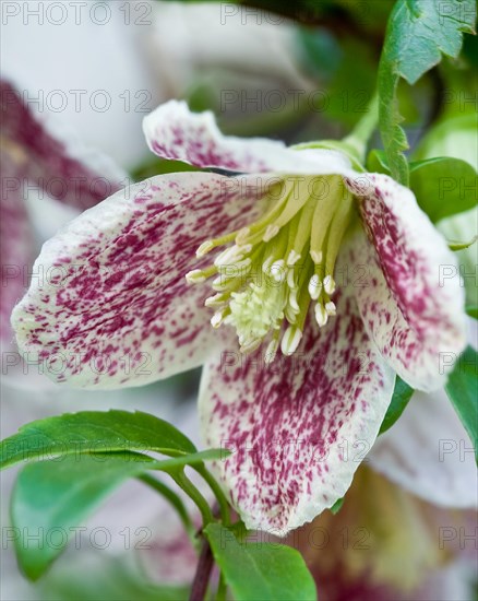 Clematis cirrhosa var