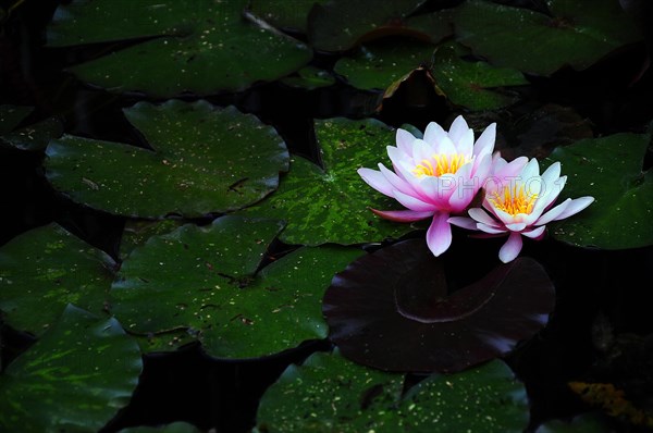 Water lilies