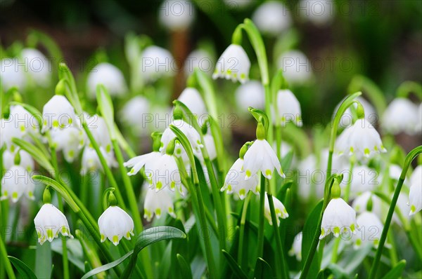 Lily of the Valley