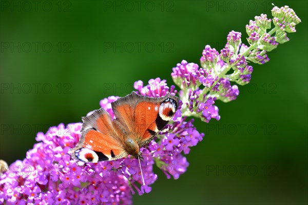 European peacock