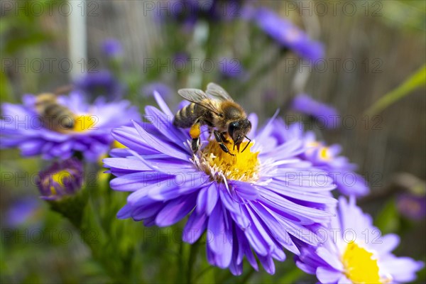 Autumn aster