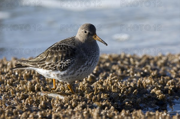 Portrait of purple sandpiper