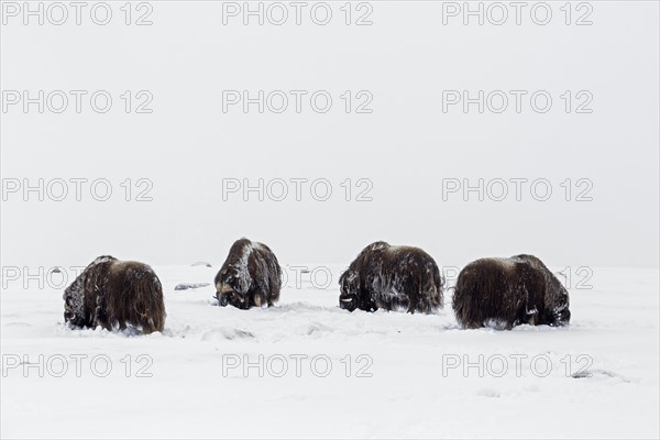 Muskoxen muskox