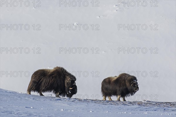 Two muskoxen