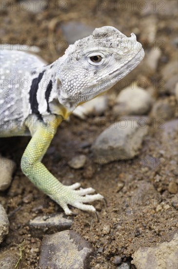 Eastern collared lizard