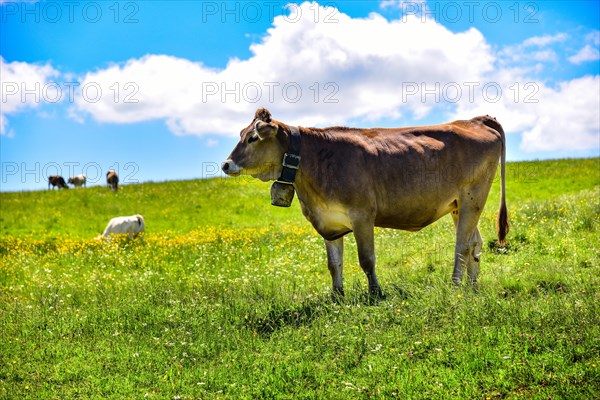 Allgaeuer Braunvieh on a mountain pasture in Allgaeu