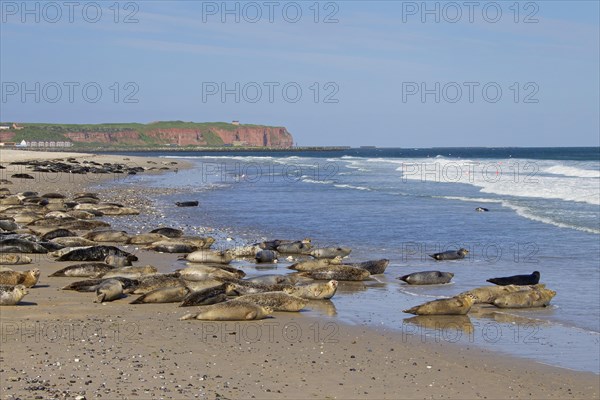 Common seals