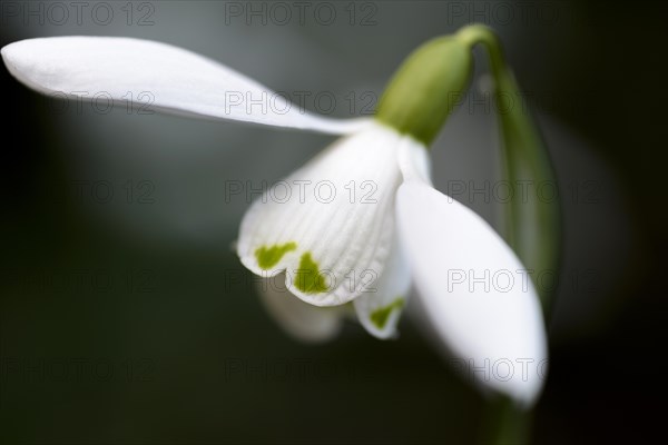 common snowdrop